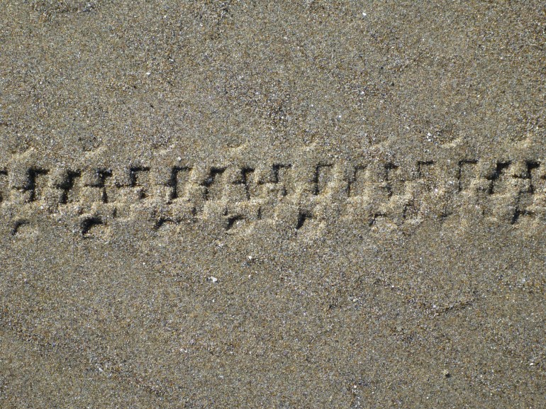 Bike tire tracks in wet sand.