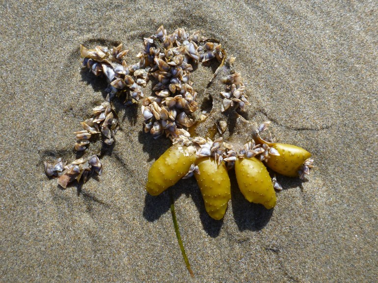 Drift Fucus and some hitchhiking pelagic goose barnacles (Lepas) rest on the sand.