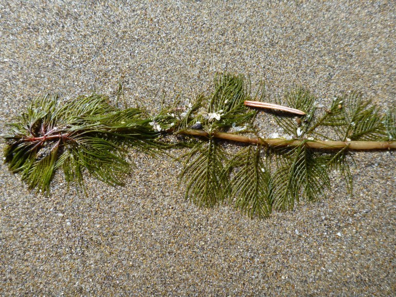 Drift freshwater Myriophyllum rests on the sand.