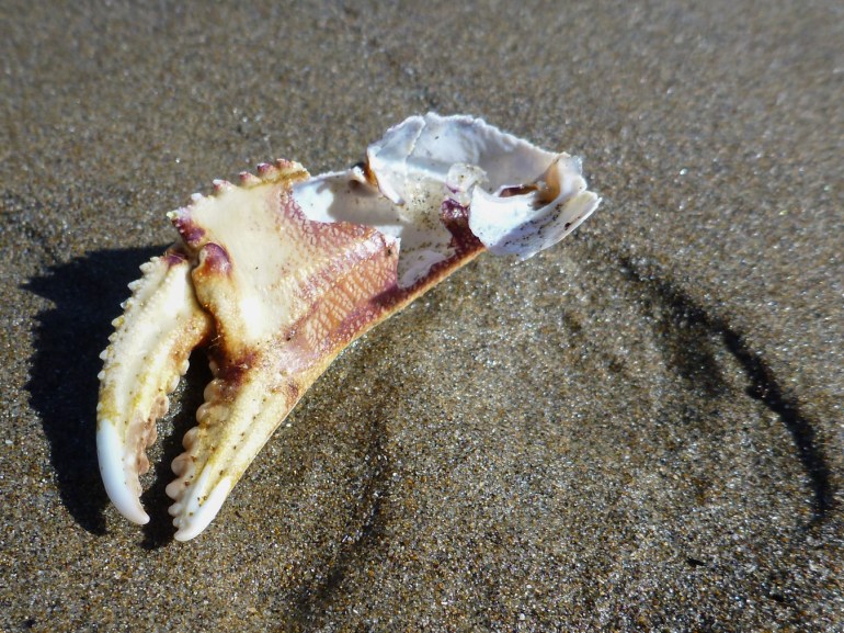 A drifted Dungeness crab (Metacarcinus magister) pinching claw rests on the sand.