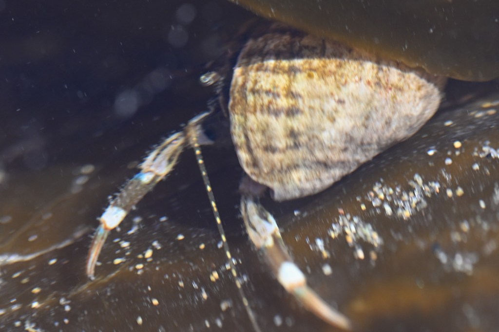 A side view of a hairy hermit crab Pagurus hirsutiusculus resting among kelp blades in a shallow tide pool.