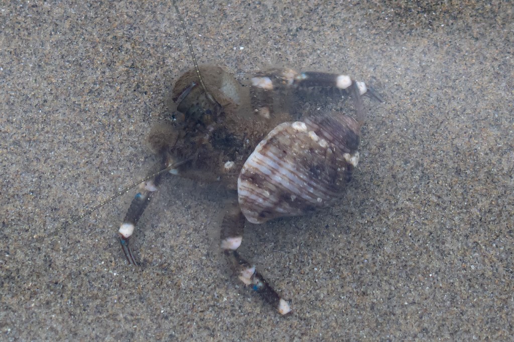 Closeup of a hairy hermit crab Pagurus hirsutiusculus in a shallow sand-filled tide pool. This hermit is living in a Nucella canaliculata shell.