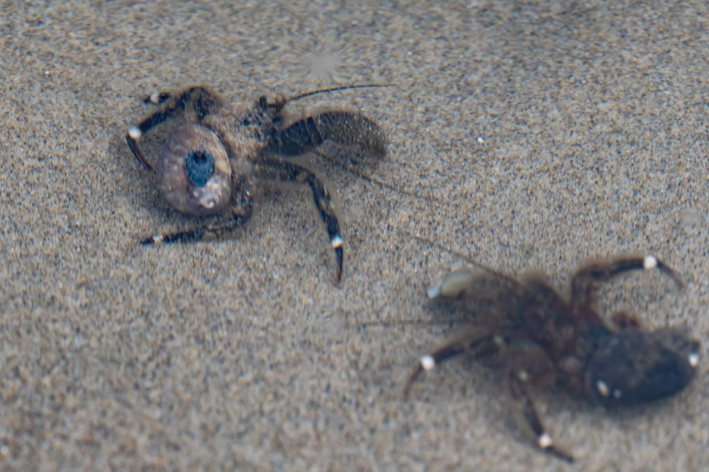 Two hairy hermit crabs Pagurus hirsutiusculus interacting in a shallow sand-filled tide pool.