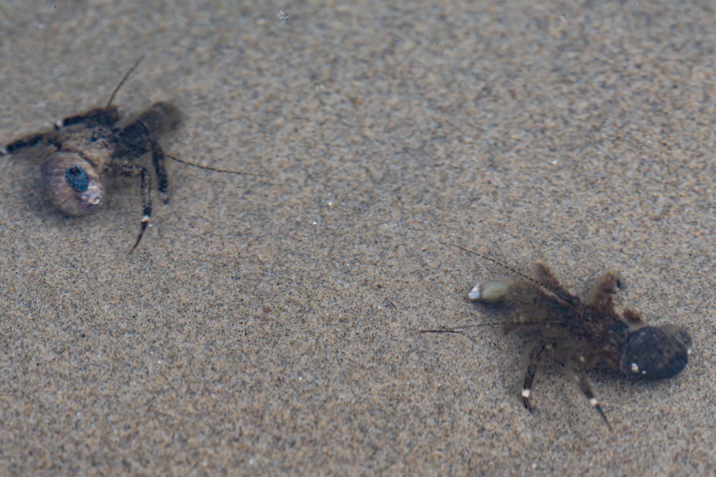 Two hairy hermit crabs Pagurus hirsutiusculus interacting in a shallow sand-filled tide pool.