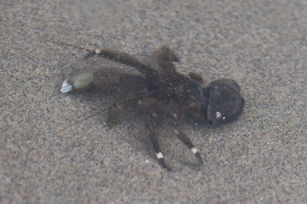 A hairy hermit crabs Pagurus hirsutiusculus, stretched out almost out of its shell, in a shallow sand-filled tide pool.