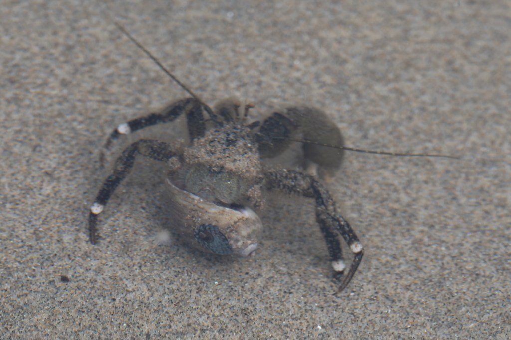 A hairy hermit crabs Pagurus hirsutiusculus, in a shallow sand-filled tide pool.