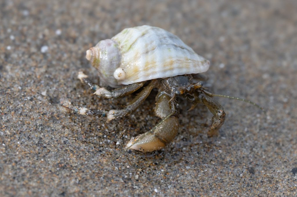 A nearly head-on view of a hairy hermit crab Pagurus hirsutiusculus moving over exposed sand at low tide.