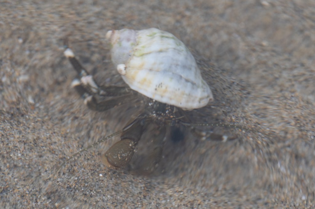 Closeup of a hairy hermit crab Pagurus hirsutiusculus through ripples in a shallow sand-filled tide pool.