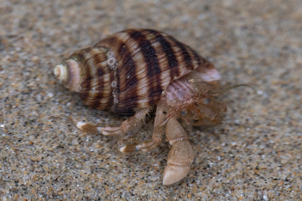 Closeup view of a hairy hermit crab Pagurus hirsutiusculus moving over the bottom of a shallow sand-filled tide pool.
