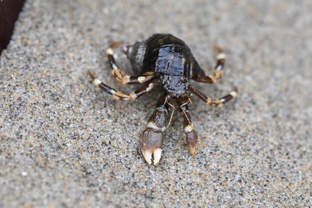 Closeup of a hairy hermit crab Pagurus hirsutiusculus moving over exposed sand at low tide.