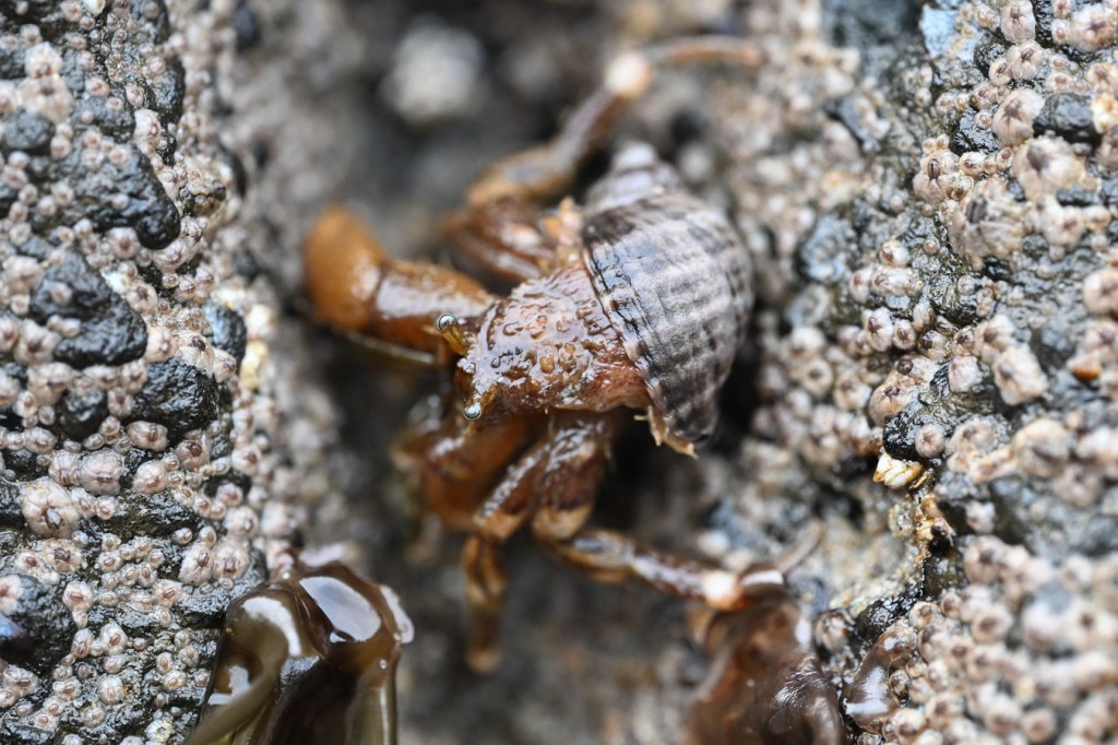 Looking down on a hairy hermit crab Pagurus hirsutiusculus wedged in a crevice. Little brown barnacles share the scene.