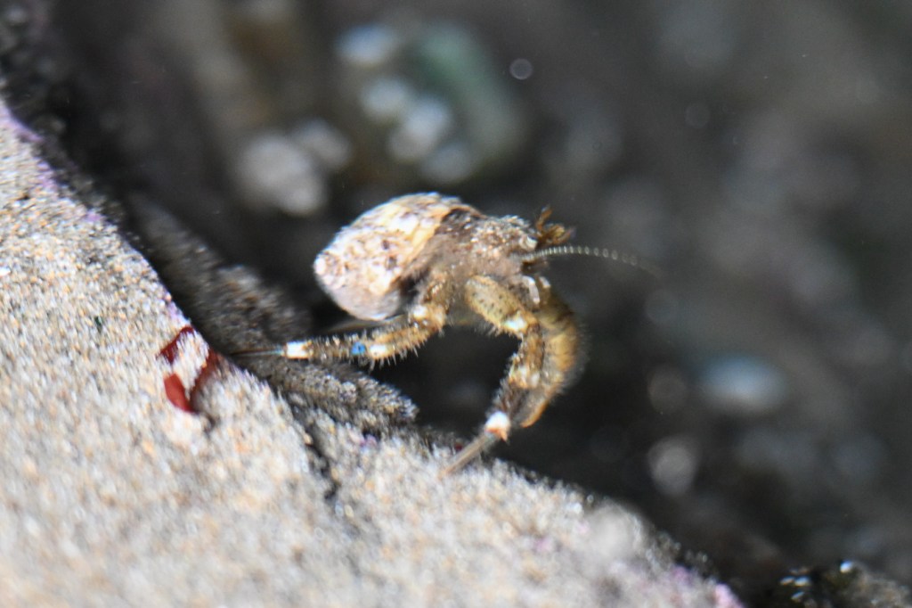A side view of a hairy hermit crab Pagurus hirsutiusculus resting on a rock in a shallow tide pool.