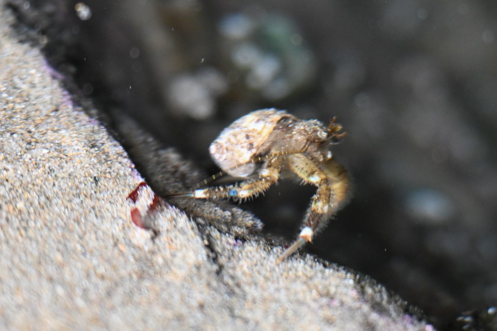A side view of a hairy hermit crab Pagurus hirsutiusculus resting on a rock in a shallow tide pool.
