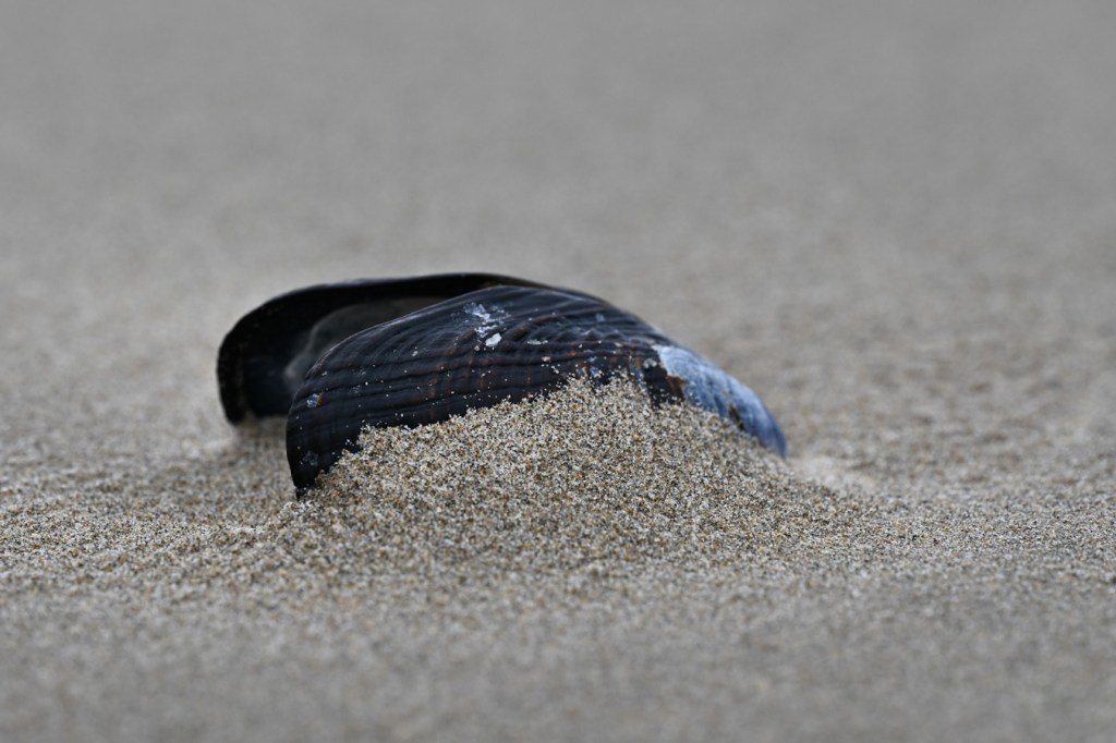An empty and drifted California mussel (Mytilus californianus) shell, both valves, resting, partially buried in the sand.