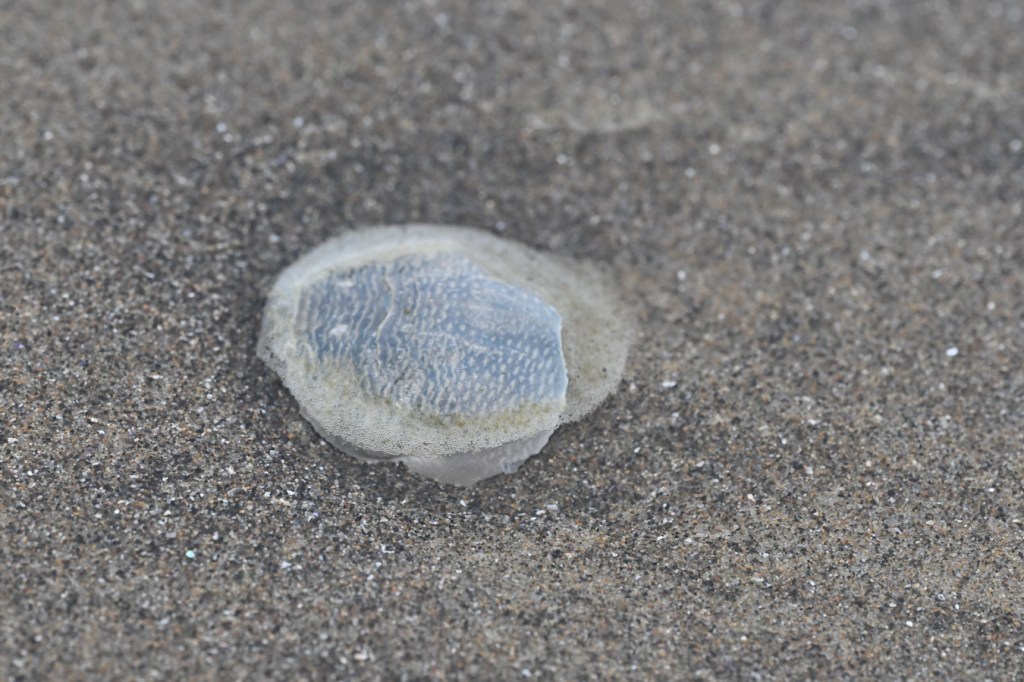 A drifted carapace of the Pacific mole crab (Emerita analoga) rests on the sand.