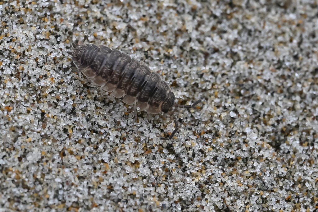 A common rough woodlouse (Porcellio scaber) on the sand.
