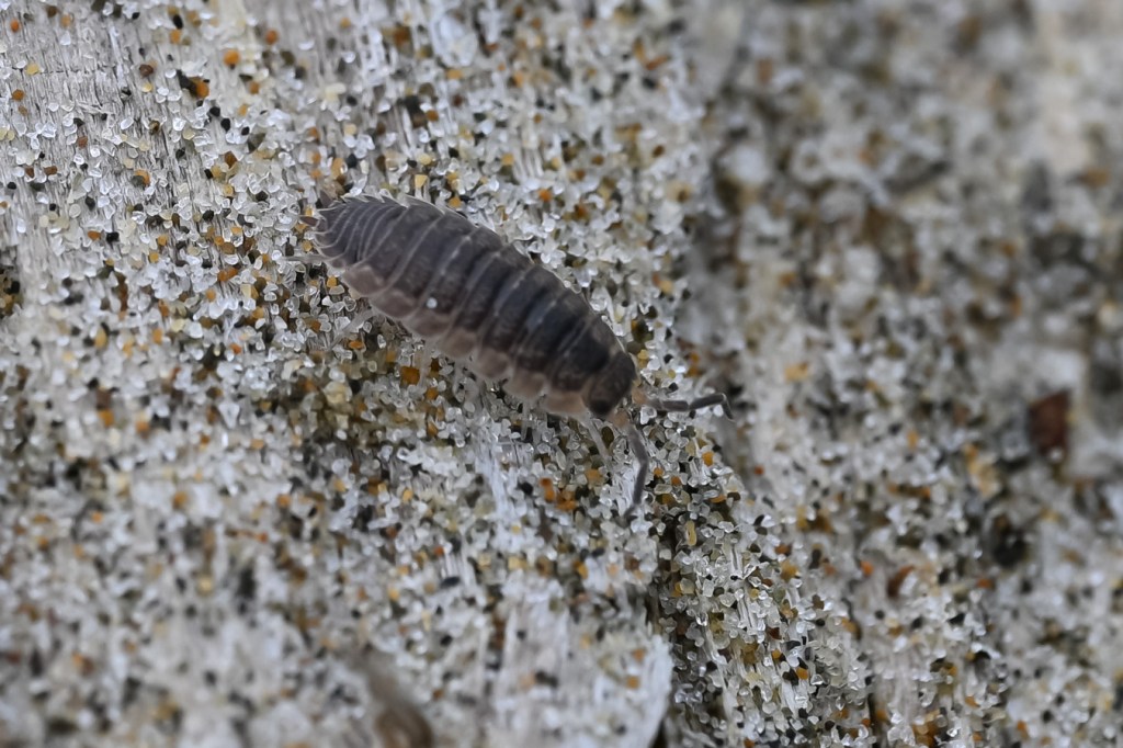 A common rough woodlouse (Porcellio scaber) on the turned-over underside of a piece of driftwood.