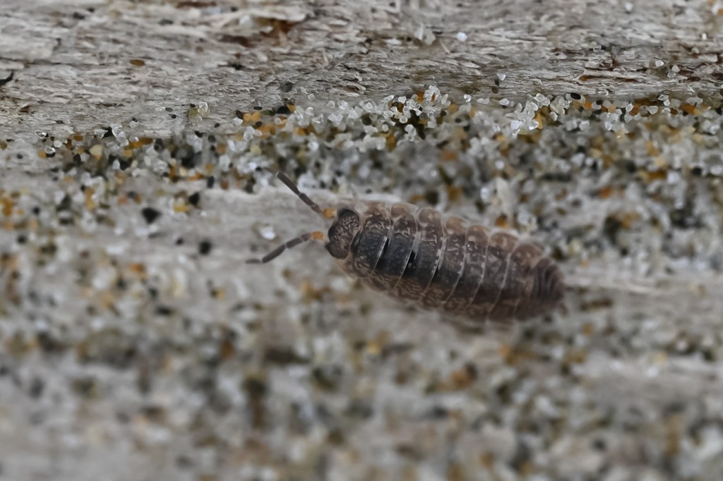 A common rough woodlouse (Porcellio scaber) on the turned-over underside of a piece of driftwood.