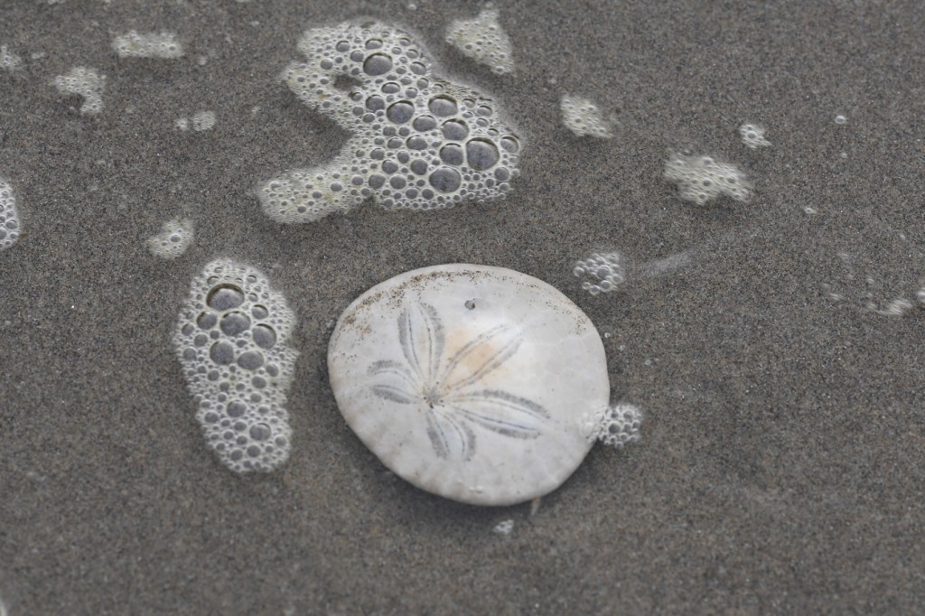 A bleached and drifted eccentric sand dollar (Dendraster excentricus) shell rests on sand in the swash.