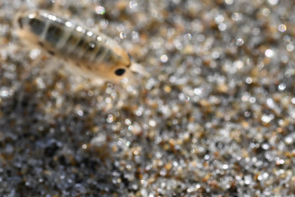 Blurry image of a pale beach hopper (Megalorchestia columbiana) casting a shadow on beach sand.