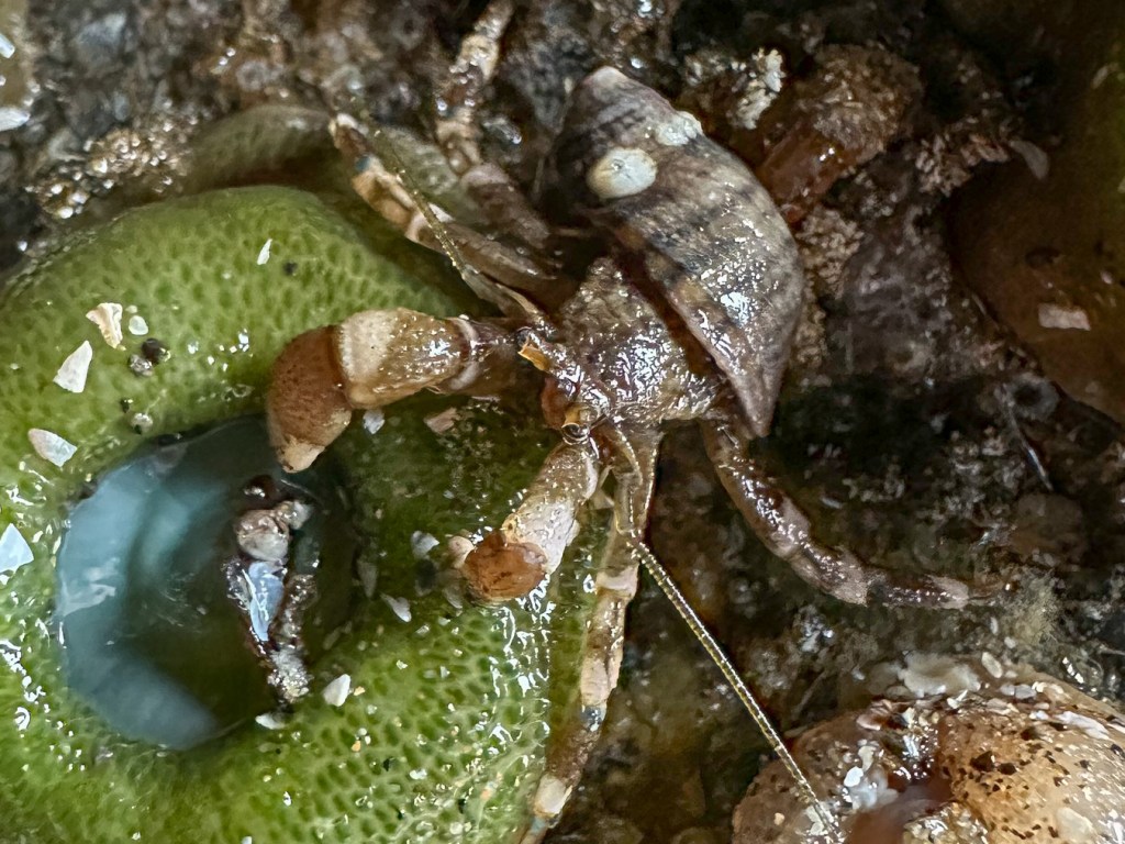Looking down on a hairy hermit crab Pagurus hirsutiusculus, exposed by low tide, resting on a giant green anemone in a complex low intertidal setting.
