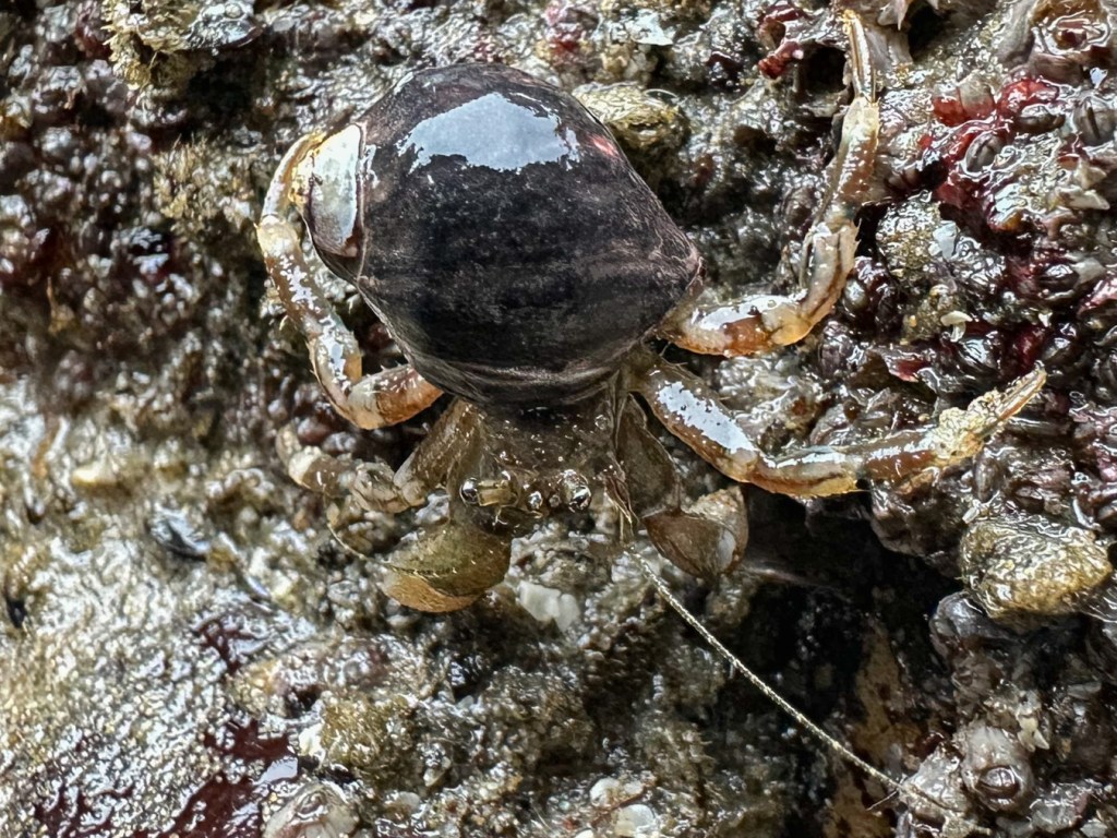 Looking down on a hairy hermit crab Pagurus hirsutiusculus resting on a complex rocky intertidal background.