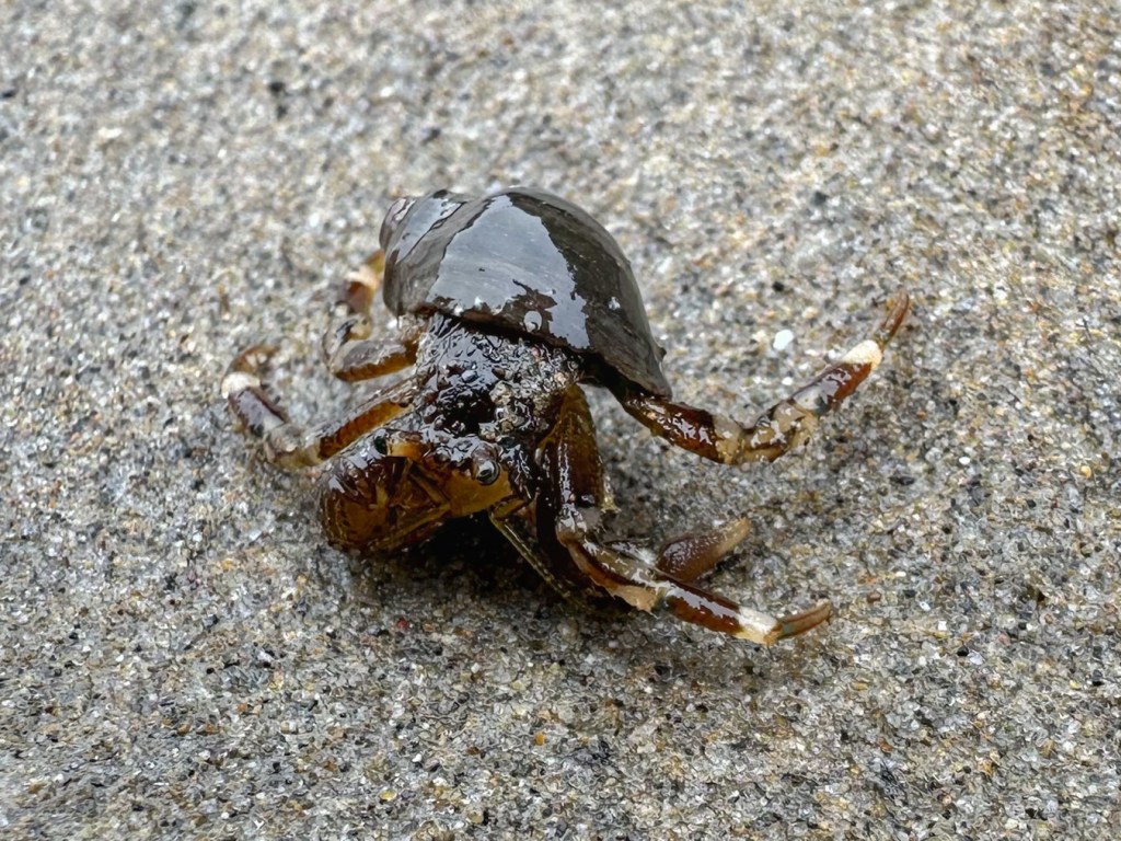 Looking down on a hairy hermit crab Pagurus hirsutiusculus resting exposed sand at low tide.