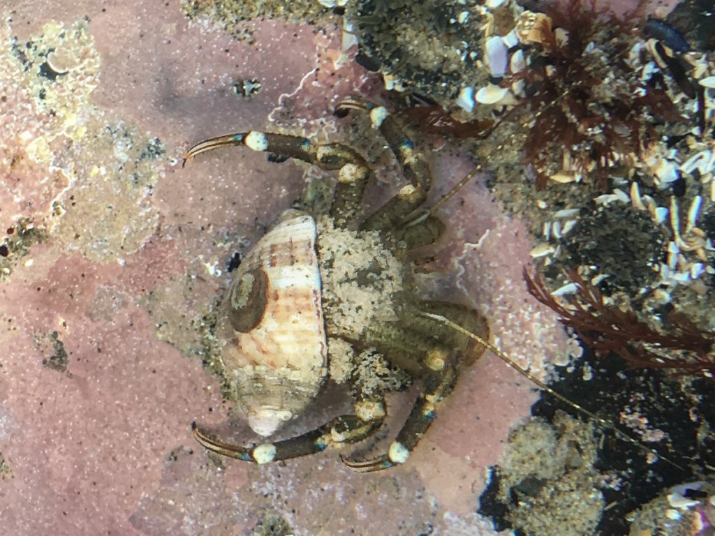 Looking straight down on a hairy hermit crab Pagurus hirsutiusculus in a shallow tide pool.