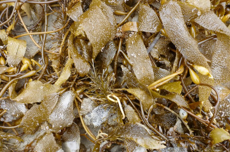 Closeup of a drift mass of Macrocystis with just a bit of feather boa Egregia menziesii in the mix.