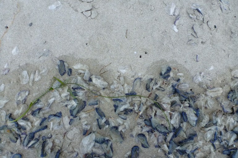 The drift line at the boundary of wet and dry sand is full of beached Velella velella, both new and bleached.