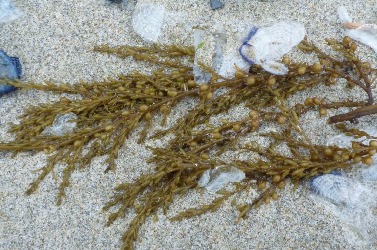 Drift Sargassum muticum and beached by-the-wind sailors Velella velella rest on the sand.