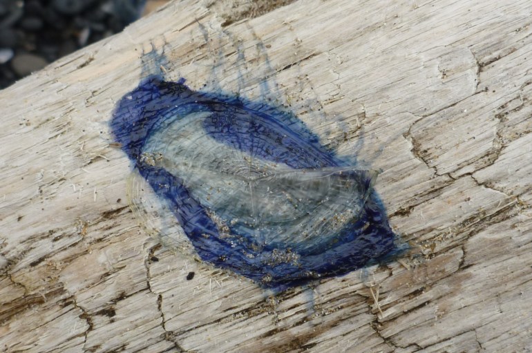 A drying by-the-wind sailor Velella velella impressed on driftwood.