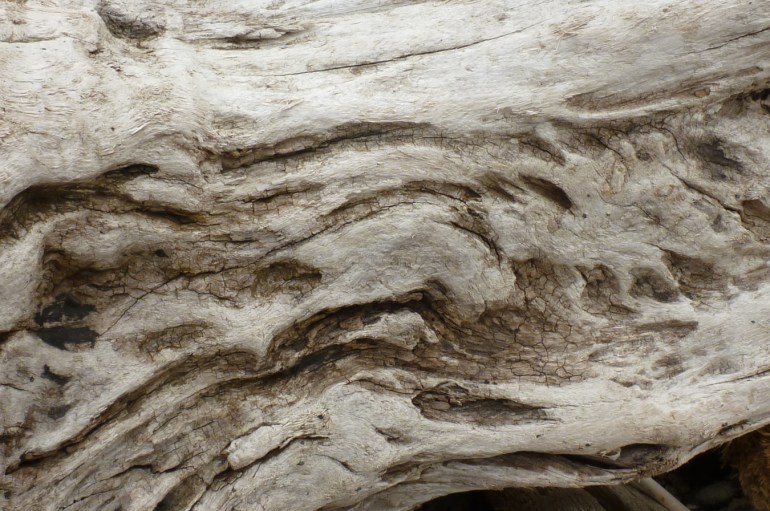 Closeup of patterns on a drifted log.