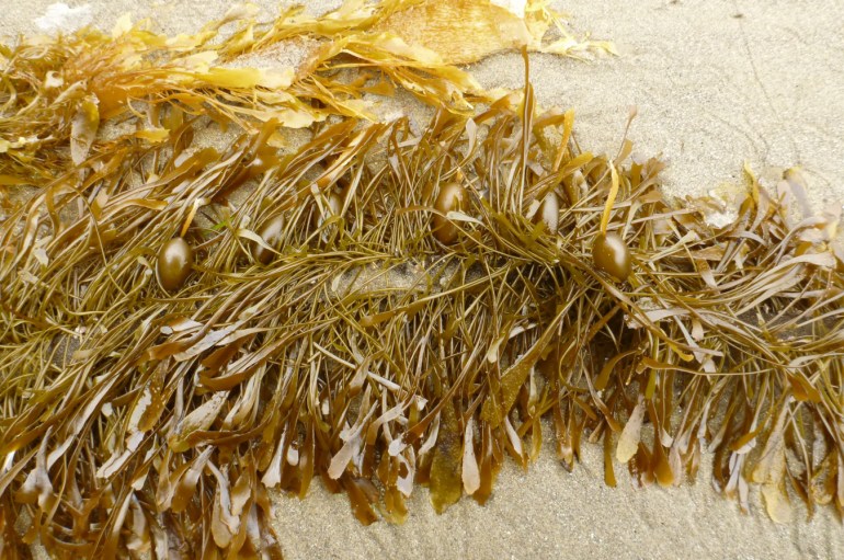 Freshly-arrived drift feather boa Egregia menziesii rests on the sand.