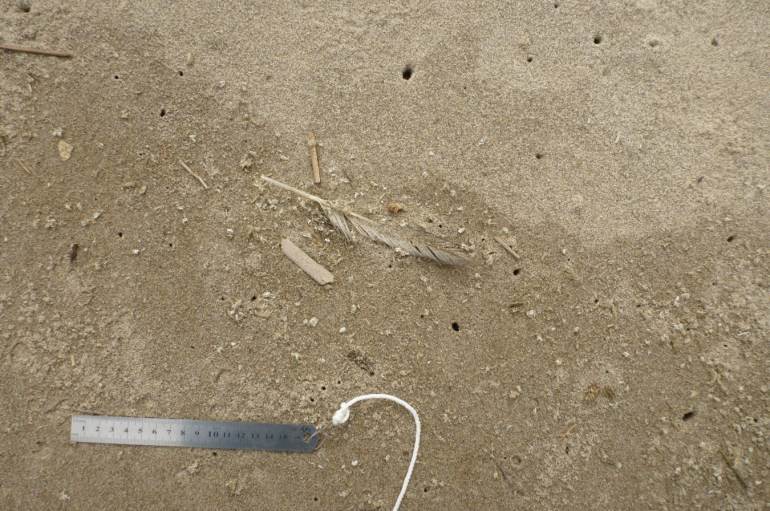 The tip top of the drift, right at the top of the tide, at the boundary of wet and dry sand contains a lot of small crustacean molts. 15 cm rule for scale.