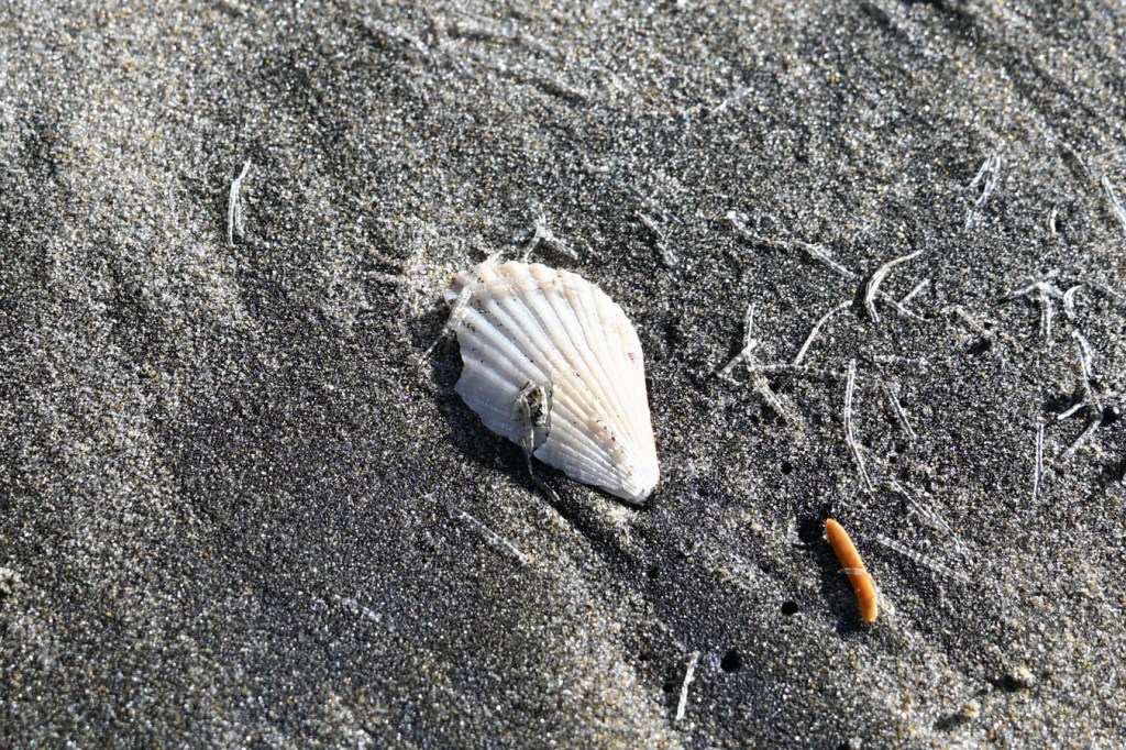 An empty and drifted scallop shell (Chlamys) rests on the sand among empty and drifted casings of Spiochaetopterus costarum.