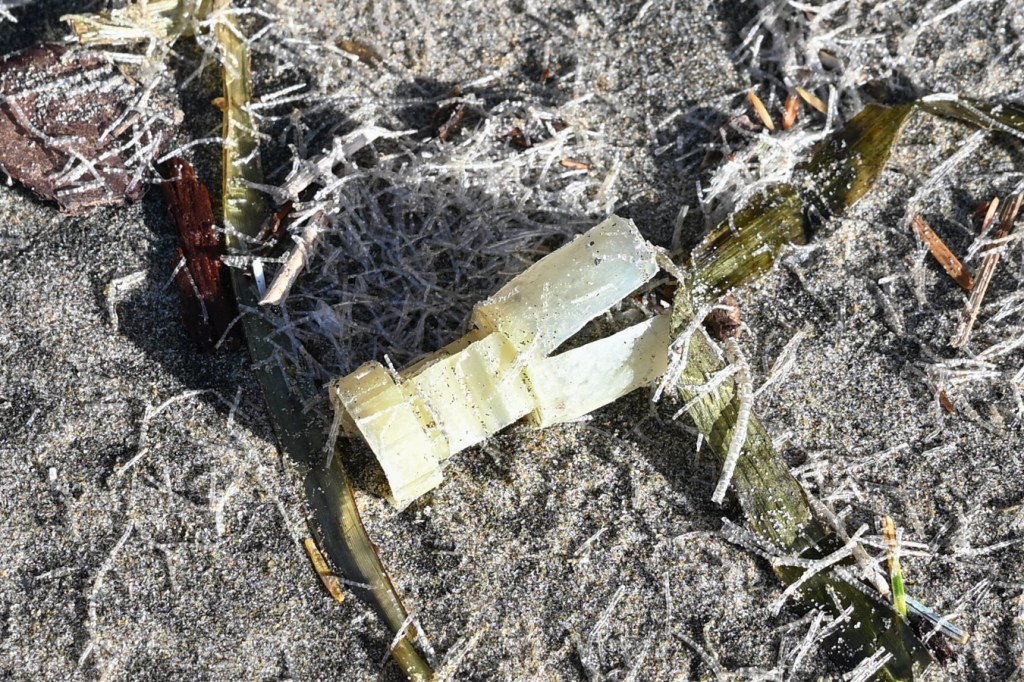 A spent shotgun shell wad rests on the sand among empty and drifted casings of Spiochaetopterus costarum and drifted Zostera blades.
