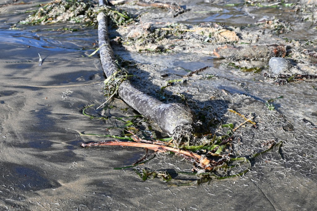 A drifted bull kelp (Nereocystis) style and float rest on the sand among mounds of beached Spiochaetopterus costarum casings and other drifted debris.