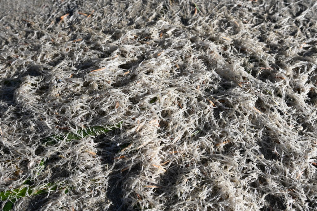 A fluffy wrack line accumulation of empty and drifted casings of a tiny sand-dwelling worm, possibly Spiochaetopterus costarum.