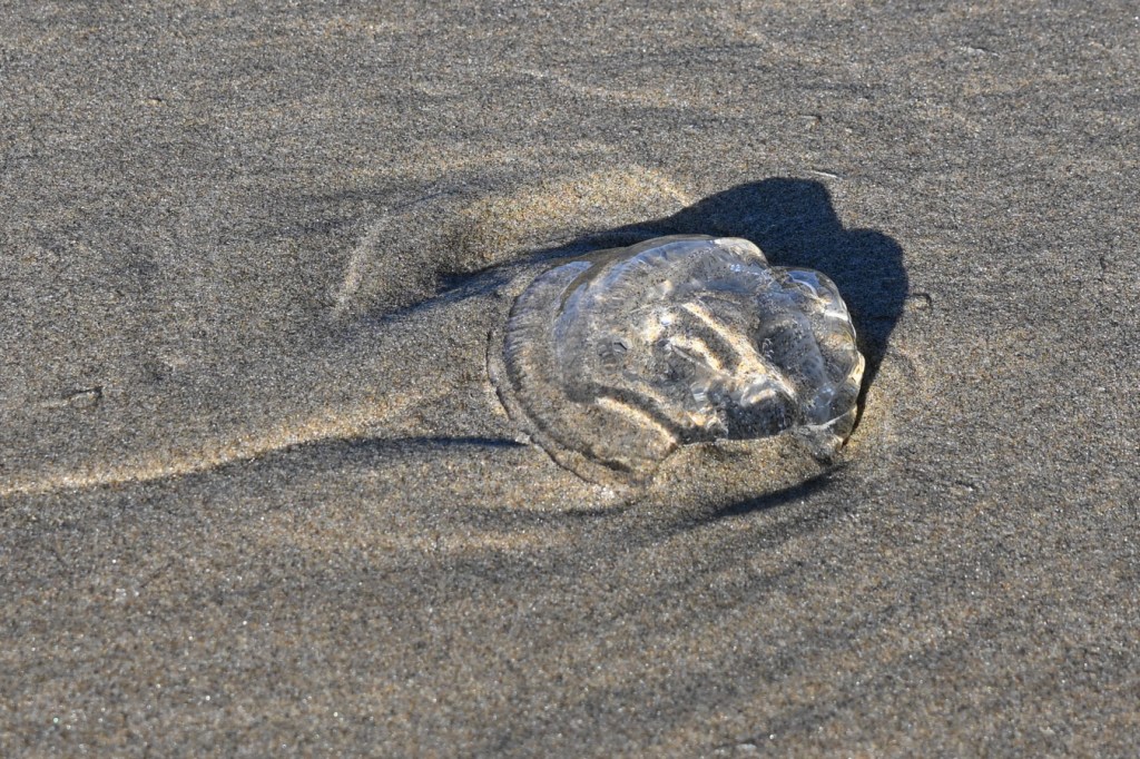 A beached crystal jelly Aequorea fragment rests on swash zone sand.