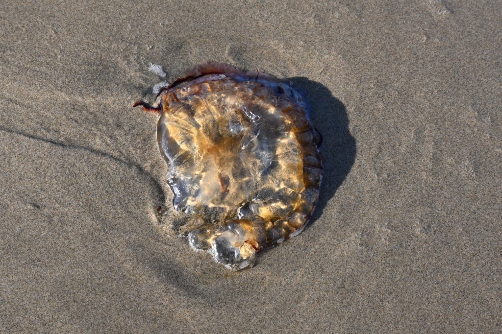 A beached Pacific sea nettle Chrysaora fuscescens rests upside down on swash zone sand.