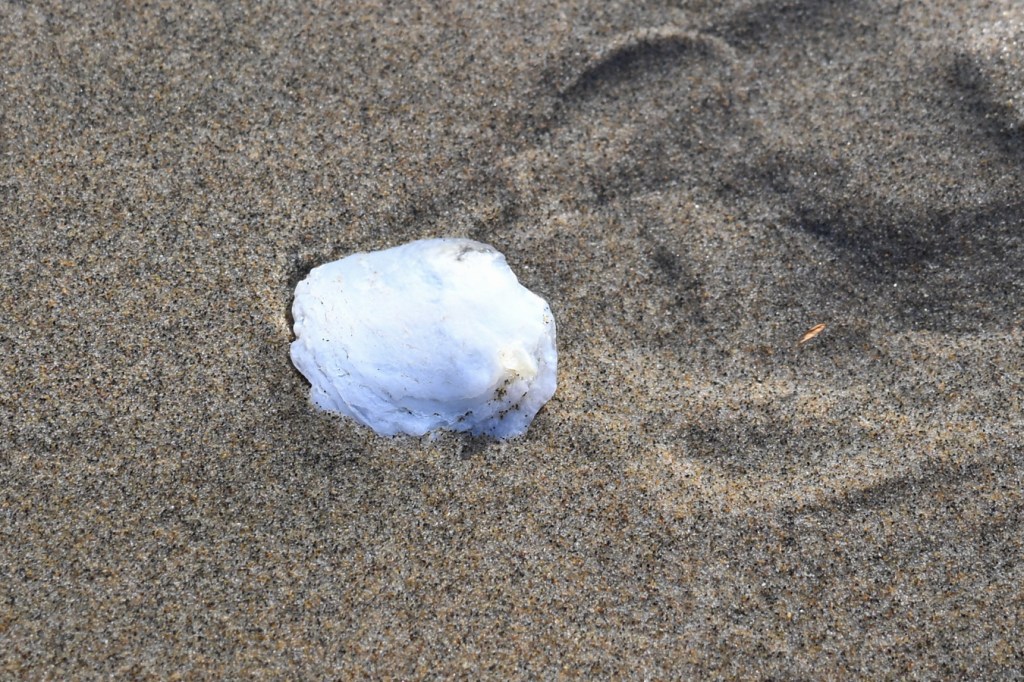 A bleached and drifted green false-jingle Pododesmus macrochisma shell rests on swash-zone sand. Exterior surface exposed.