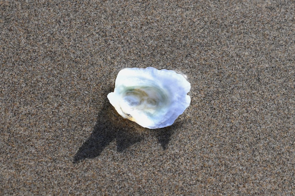 A bleached and drifted green false-jingle Pododesmus macrochisma shell washed free of sand and flipped over to expose the shell's interior surface.