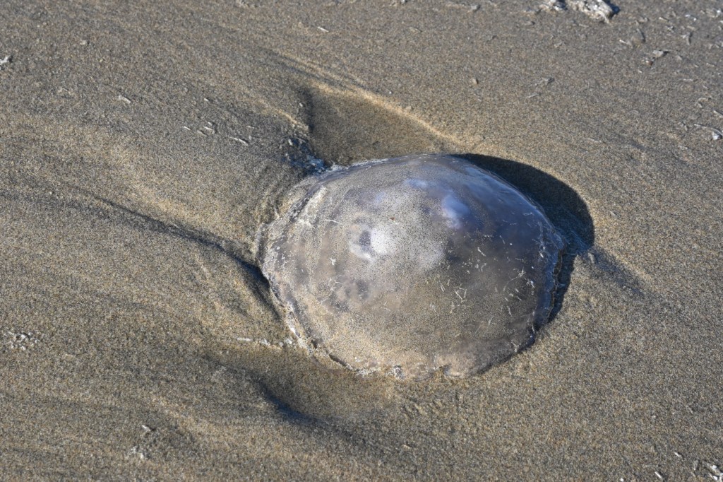 A beached moon jelly Aurelia labiata rests right side up on swash zone sand.