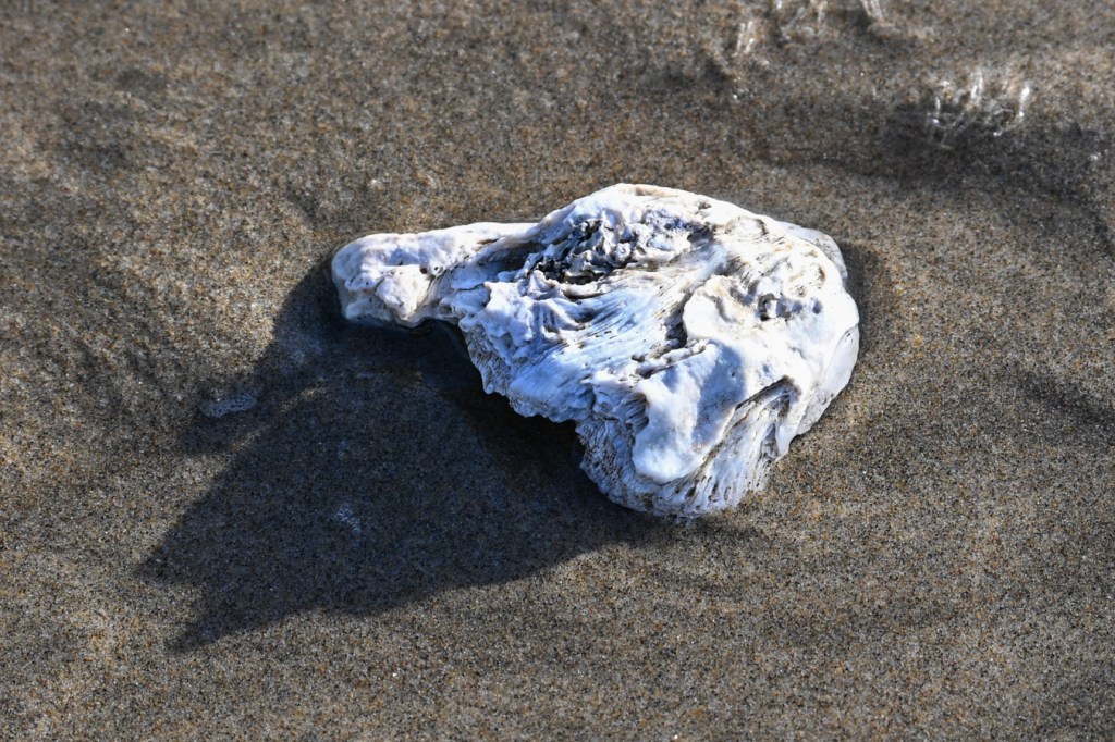 A bleached and drifted giant barnacle Balanus nubilus shell fragment rests on swash-zone sand. Exterior surface exposed.