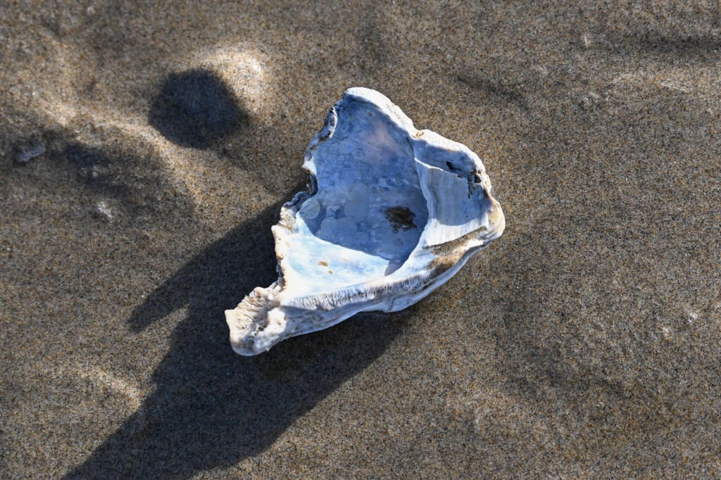 A bleached and drifted giant barnacle Balanus nubilus shell fragment washed free of sand and flipped over to expose the shell's interior surface.