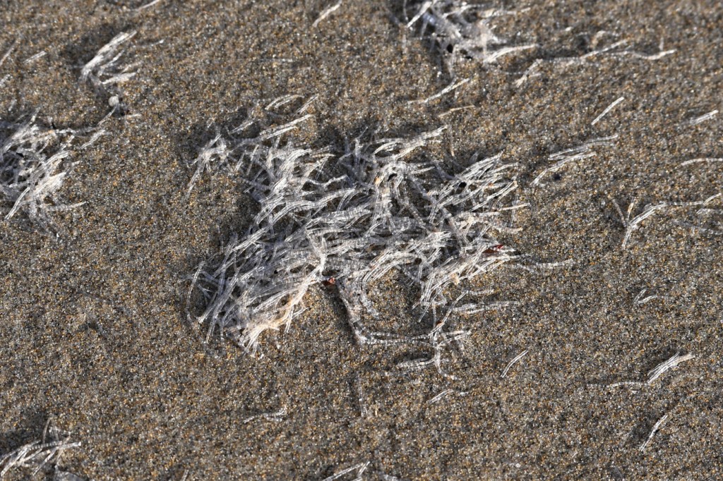 Closeup of drifted marine worm casings, possibly Spiochaetopterus costarum, resting on the sand.