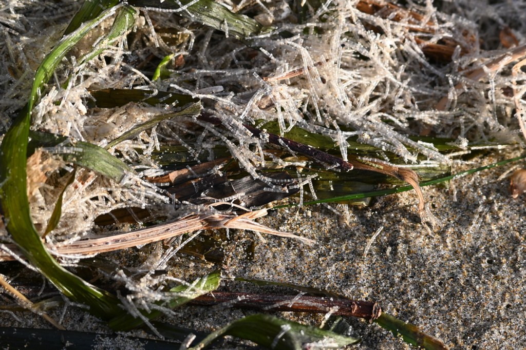 A closeup of Spiochaetopterus casings in a tangle of Zostera and other drifted debris.