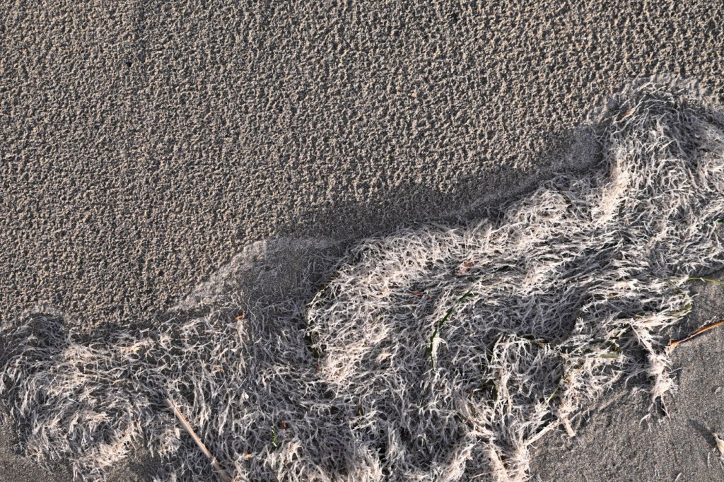 Closeup on a line of drifted marine worm casings, possibly Spiochaetopterus costarum, resting on rain-dimpled sand.