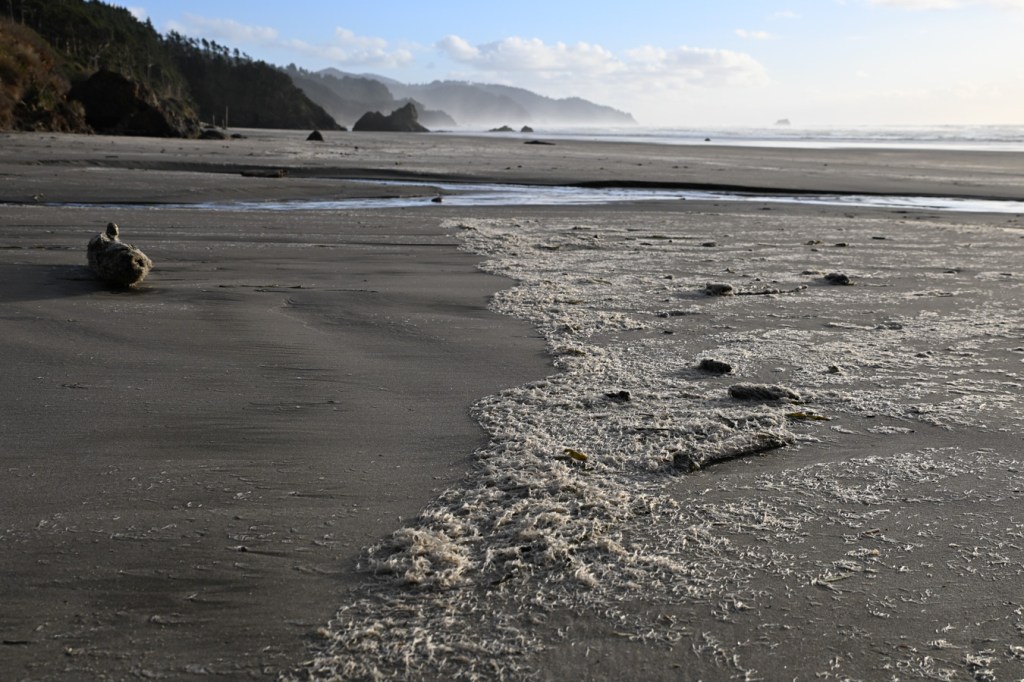 A beachscape highlights a line of drifted marine worm casings, possibly Spiochaetopterus costarum, stretching down the beach. A series of headlands in the distance. Partly cloudy sky.